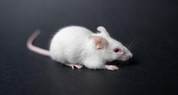 Japonya’daki araştırmada ‘iki babalı’ fare yavrusu dünyaya getirildi