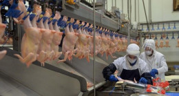 Tavuk eti üretimi ocakta yıllık bazda yüzde 3,8 azaldı