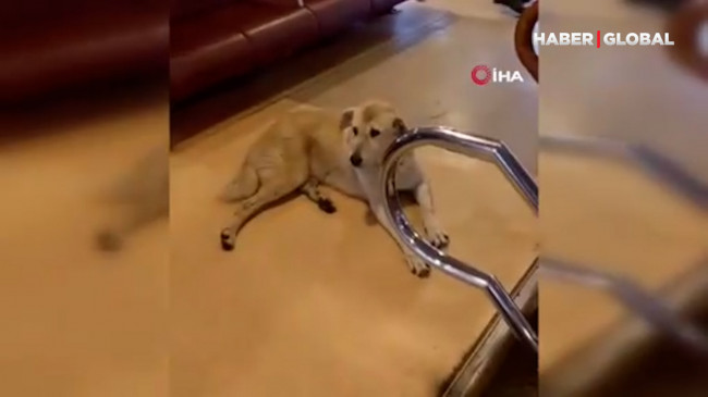 Vapurda köpek krizine ilişkin flaş gelişme!