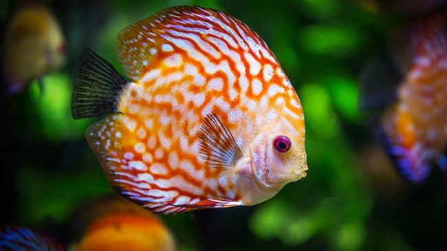 Balık Türleri: Balık Çeşitlerinin İsimleri ve Özellikleri Nelerdir?