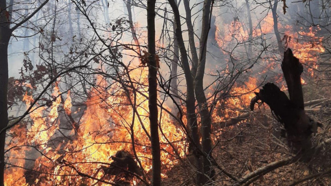 Manisa’da orman yangını – En Son Haber