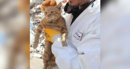 Kahramanmaraş’ta enkazdan kurtarılan kediye ‘AFAD’ adı verildi