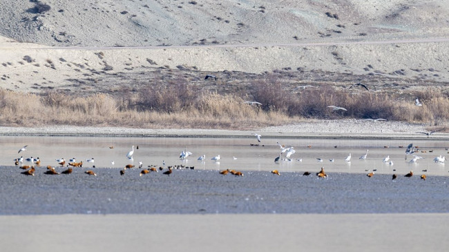 Ankara’da mola veren göçmen su kuşlarından yansıyan görüntüler