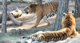 Gaziantep Hayvanat Bahçesi’nin hedefi 6 milyon ziyaretçi