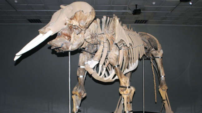 3500 yıllık ‘Maraş Fili’ korumaya alındı