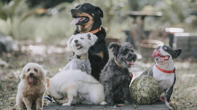 Fino Köpek Cinsleri: Fino Cinsi Köpek Türleri, İsimleri ve Özellikleri Nelerdir?