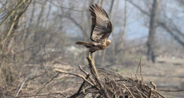 Efteni Gölü Kuş Cenneti’nde 19 türden 1787 kuş listelendi