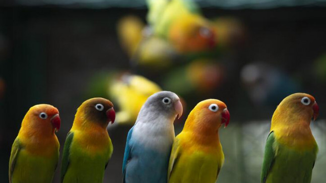 Papağan Fiyatları 2023: Sultan, Cennet, Jako, Kakadu, Pakistan, Forpus, Macaw Papağan Fiyatları