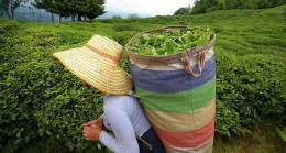 ÇAYKUR 60 milyon 272 bin lira kar açıkladı