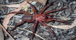 Avustralya’da yeni örümcek türü keşfedildi: Onlarca yıl hayatta kalıyor – Son Dakika Dünya Haberleri
