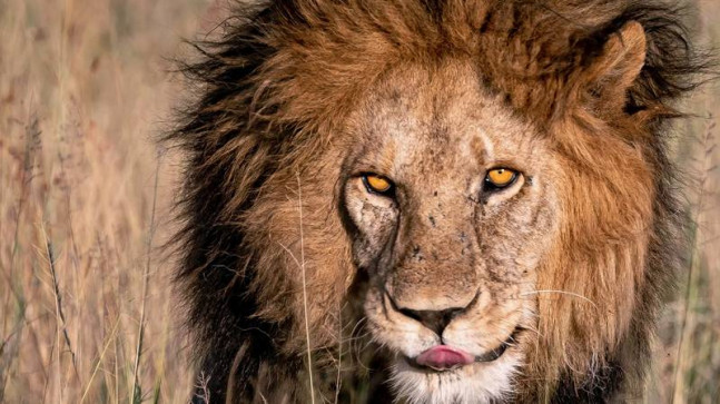 Genç aslanlar, “Serengeti’nin Kralı”nı öldürdü!