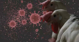 Hollanda’da kuş gribi aşısı denemesi başarılı oldu