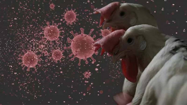 Hollanda’da kuş gribi aşısı denemesi başarılı oldu