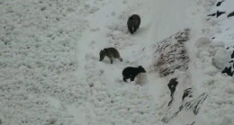 Kar, en çok onları sevindirdi: Boz ayı ailesi yerlerde yuvarlandı