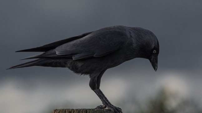 Karga Türleri Nelerdir? Dünyada ve Türkiye’de Yaşayan Karga Çeşitleri, İsimleri ve Özellikleri
