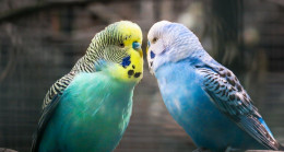 Muhabbet Kuşu Cinsleri ve Özellikleri Nelerdir? Muhabbet Kuşu Türleri ve Renkleri