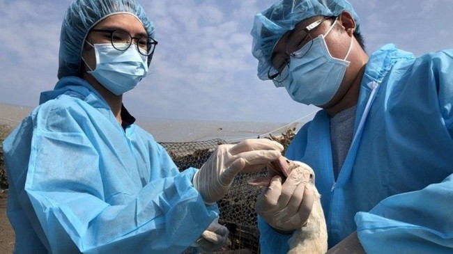 Tayvan’da kuş gribi alarmı: 36 bin tavuk itlaf edildi – Son Dakika Dünya Haberleri