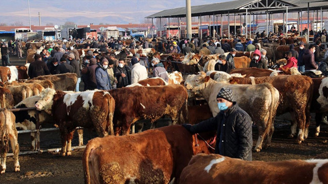 Türkiye’de şap alarmı! Hayvan pazarları kapatıldı, tüm izinler iptal edildi