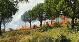 Bursa Karacabey’de ağaçlandırma sahasında yangın! – Güncel