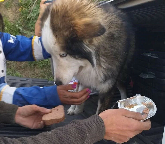 Hatay'da 23 gün enkazdan köpek çıkarıldı