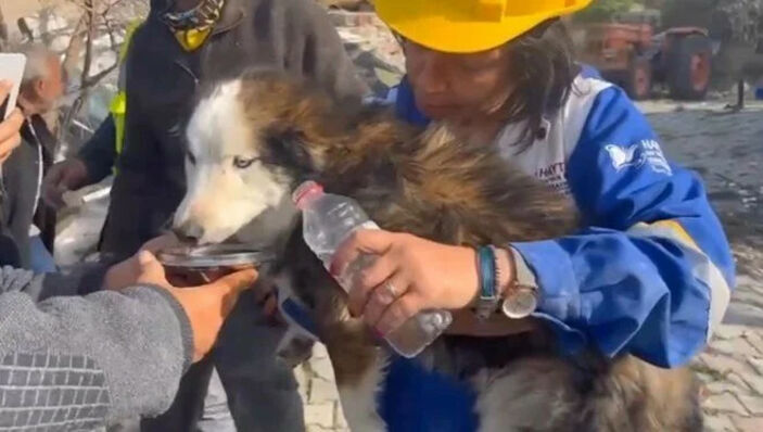 Hatay'da 23 gün enkazdan köpek çıkarıldı