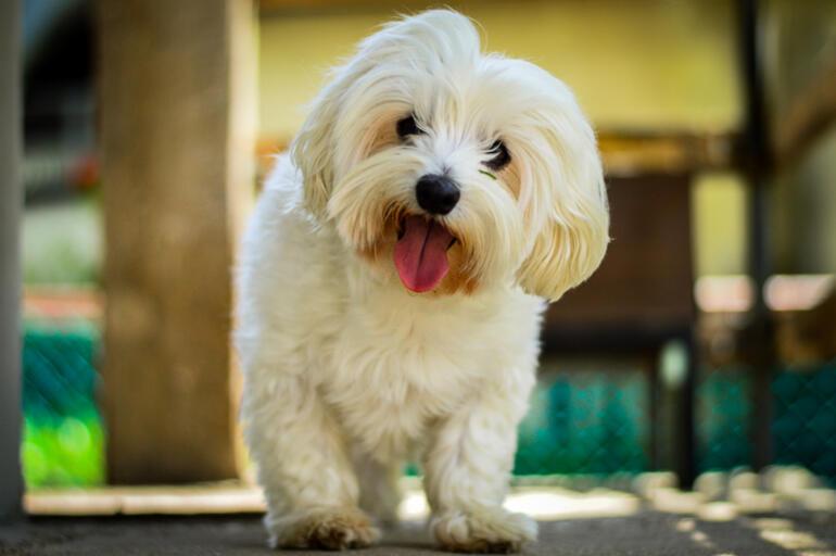 Fino Köpek Cinsleri: Fino Cinsi Köpek Türleri, İsimleri ve Özellikleri Nelerdir