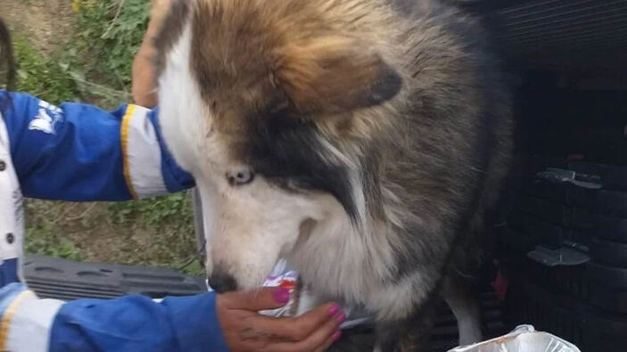 Hatay'da 23 gün sonra enkazdan köpek çıkarıldı